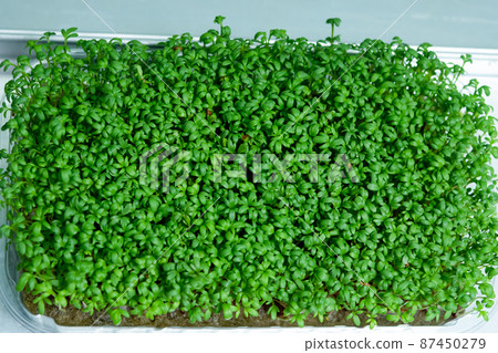 Juicy young shoots of micro-greenery close-up. Growing seeds in a greenhouse. Production of environmentally friendly vitamin nutrition, blurred focus Juicy young shoots of micro-greenery close-up. Growing seeds in a greenhouse. Production of environmentally friendly vitamin nutrition, blurred focus 87450279