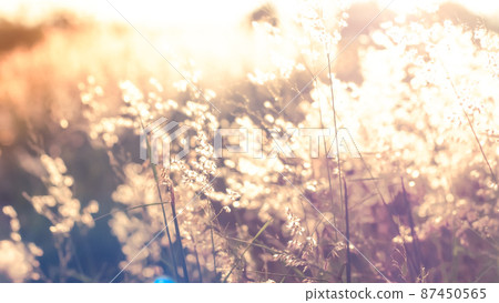 Blur image Wild flowers on the field in sunset light nature background. Wild grass growing on the meadow in beautiful sunset light 87450565
