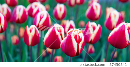 pink tulip flower closeup with colorful natural background. fresh tulip pink tulip flower closeup with colorful natural background. fresh tulip 87450841