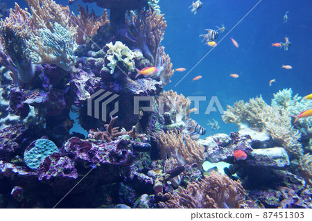 珊瑚和熱帶魚 珊瑚和熱帶魚 87451303