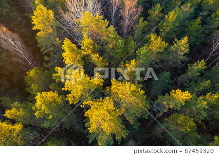 Drone photo of forests and groves in golden time Drone photo of forests and groves in golden time 87451320