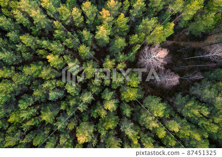 Drone photo of forests and groves in golden time 87451325