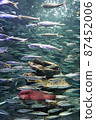 沙丁魚和沙丁魚群 87452006