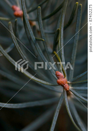 Close-up of a green young spruce branch in the forest. Close-up of a green young spruce branch in the forest. 87452275