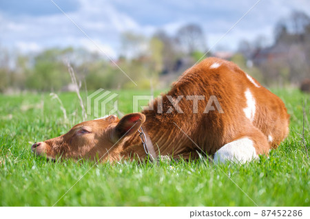 Young calf resting on green pasture grass on summer day. Feeding of cattle on farm grassland 87452286