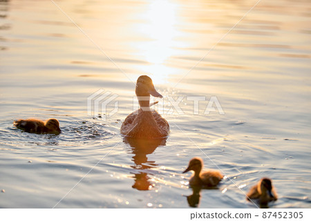 Wild duck family of mother bird and her chicks swimming on lake water at bright sunset. Birdwatching concept 87452305