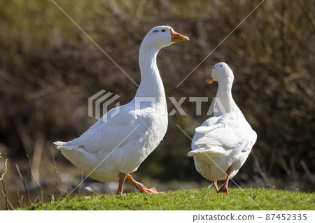 Two white big geese peacefully walking together in green grassy meadow towards dark blurred forest on bright sunny day. Beauty of birds, domestic poultry farming and wild life protection concept. 87452335