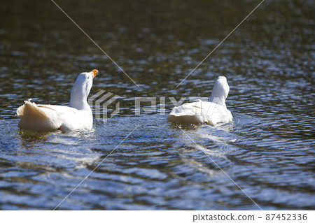 Two white big geese peacefully swimming together floating on the surface of quiet clear blue water. Beauty of birds, domestic poultry farming and wild life protection concept. 87452336