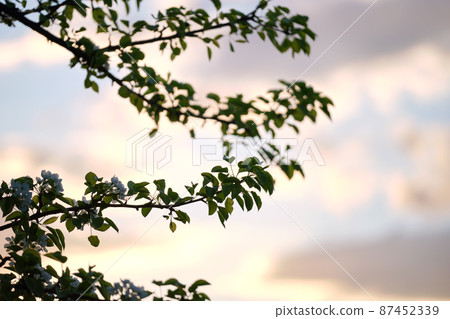 Twigs of cherry tree with white blossoming flowers in early spring 87452339