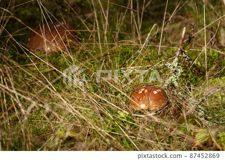 Mushroom in the forest Mushroom in the forest 87452869