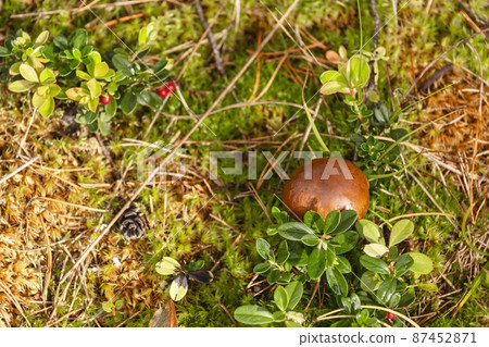 Mushroom in the forest Mushroom in the forest 87452871