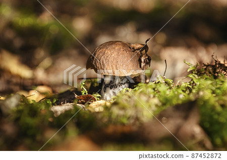 Mushroom in the forest Mushroom in the forest 87452872
