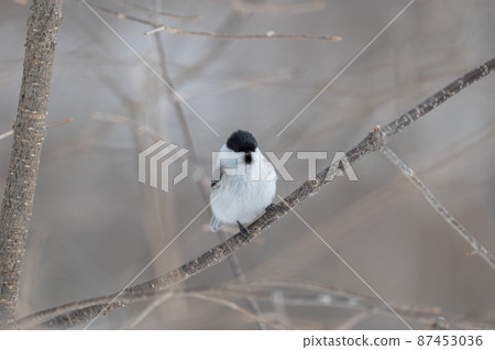 Marsh tit in winter Marsh tit in winter 87453036