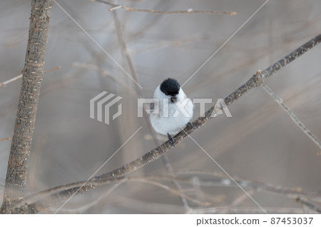 Marsh tit in winter Marsh tit in winter 87453037