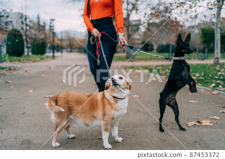 unrecognizable woman walking with her two dogs in the town 87453372