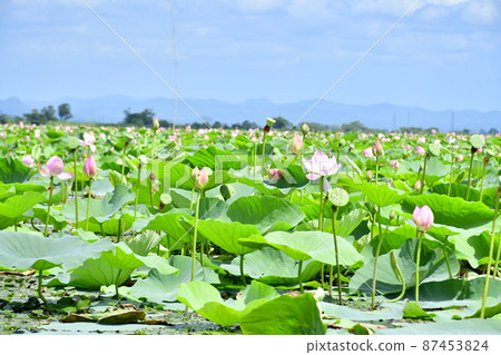 哈斯花開滿了沼澤 87453824