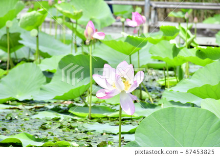 一朵盛開在沼澤中的蓮花 一朵盛開在沼澤中的蓮花 87453825
