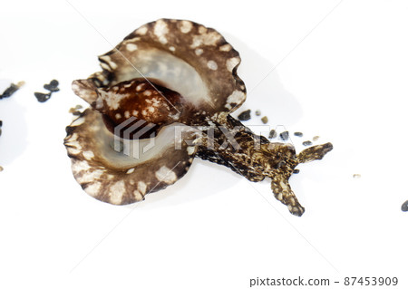 Aplysia Aplysia 87453909