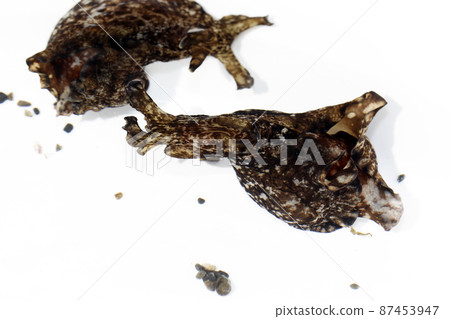 Aplysia Aplysia 87453947