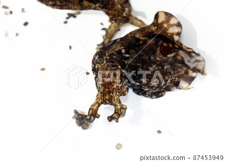 Aplysia Aplysia 87453949