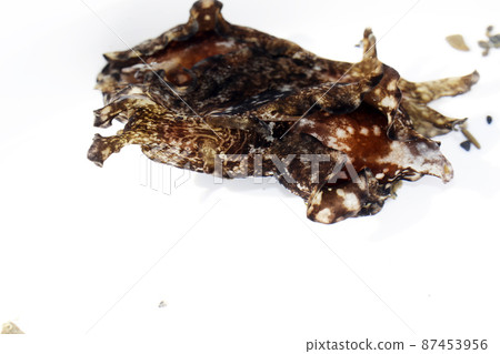 海兔 海兔 87453956