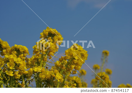 強姦開花 87454117