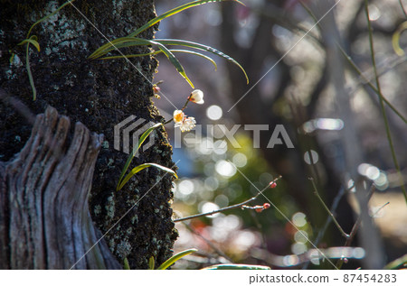 小白李子和閃閃發光的背景 87454283