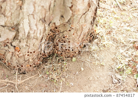 Cocoon of Iraga Cocoon of Iraga 87454817
