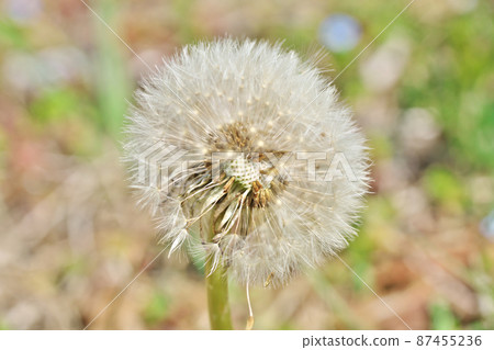 蒲公英絨毛（種子）（三月） 87455236