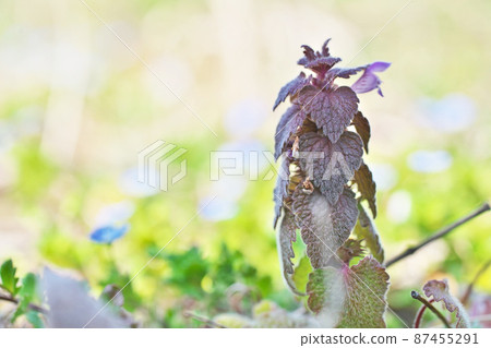 Red deadnettle (March) 87455291