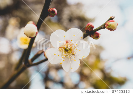 樹下盛開的白梅花a-2電影風格 87455313