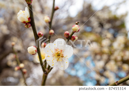 樹下盛開的白梅花 b-1 87455314