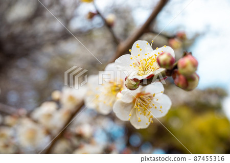 樹下盛開的白梅花 c-1 87455316