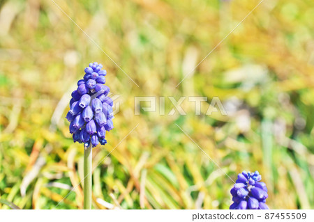 路邊盛開的穆斯卡里花(3月) 路邊盛開的穆斯卡里花(3月) 87455509