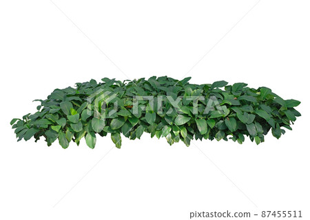 Green leaves plant bush ( Peace lily - Spathiphyllum Lanceifolium ) Green leaves plant bush ( Peace lily - Spathiphyllum Lanceifolium ) 87455511