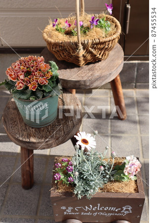 入口前群植春花 入口前群植春花 87455534