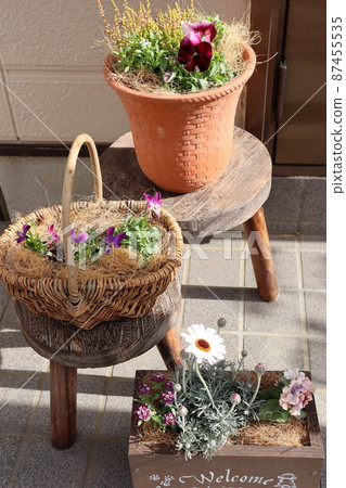 入口前群植春花 入口前群植春花 87455535