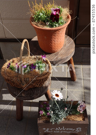 入口前群植春花 入口前群植春花 87455536