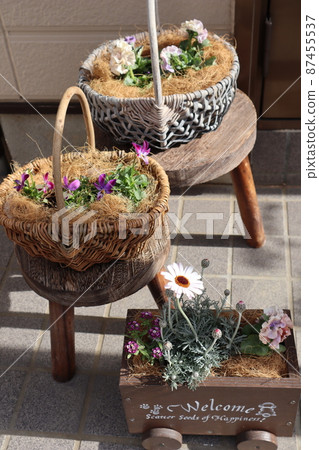 入口前群植春花 入口前群植春花 87455537