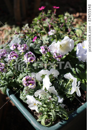 褶邊三色堇春花群植 褶邊三色堇春花群植 87455548