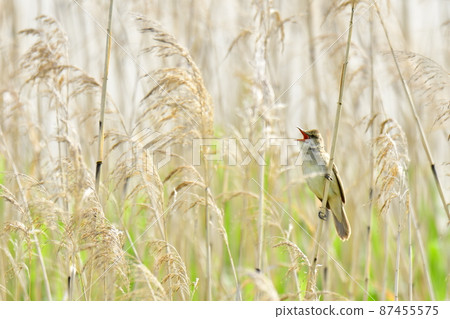 一隻小鳥在蘆葦叢中歌唱 87455575
