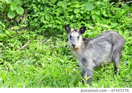 羚羊小孩盯著我們 87455576