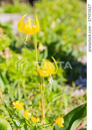 加拿大落基山脈高山植物冰川百合 87455627