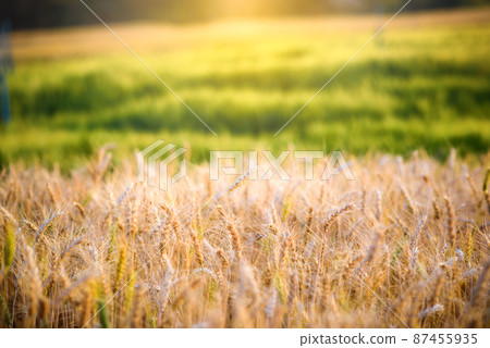 barley field in sunset barley field in sunset 87455935