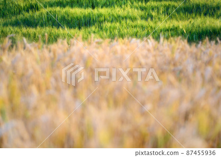 barley field in sunset barley field in sunset 87455936