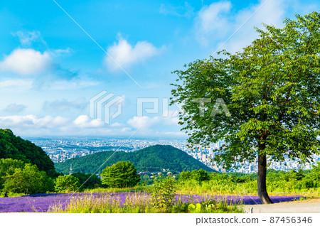北海道札幌市堀見峠展望台停車場~薰衣草田~ 北海道札幌市堀見峠展望台停車場~薰衣草田~ 87456346