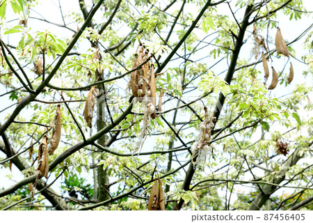Kapok, Ceiba pentandra, White silk cotton tree 87456405