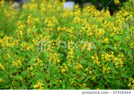 Galphimia, Gold shower or Galphimia glauca, yellow flower Galphimia, Gold shower or Galphimia glauca, yellow flower 87456464