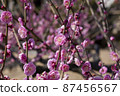 梅花 87456567