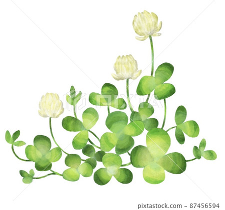 Clover stock 87456594